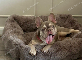 French Bulldog Male 9 Months Old
