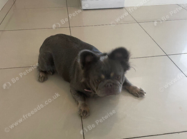 French bulldog female