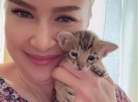 Tica Registered Purebred Savannah kittens