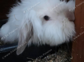 Lovely white mini lion lop for sale