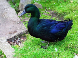 Wanted ducks