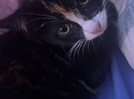 3 month old kitten