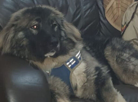 Caucasian shepherd