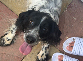 cocker spaniel girl for sale