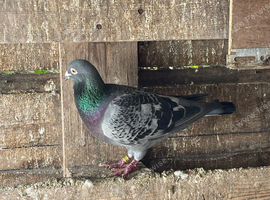 Racing pigeon for sale