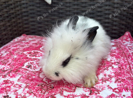 Beautiful balls of fluff