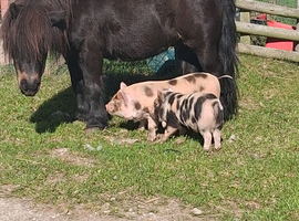 Kune kune piglets