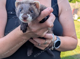 ferret kits