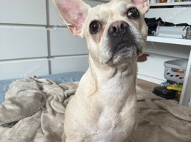 Rehoming frecnhie cross chihuahua sweet female