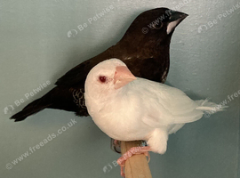 Bonded Bengalese Finches For Sale.