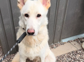 Beautiful German Shepard For Rehome