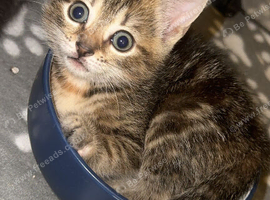 3 beautiful kittens!