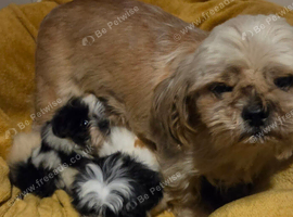 Shih Tzu
