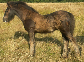 Black Pearl Colt Foal