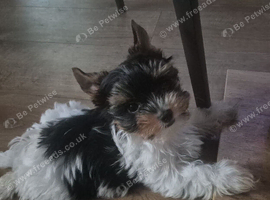 Beautiful girls Yorkshire terrier biewer