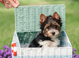 Purebred Biewer Terrier Puppies
