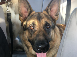German shepherd age 5