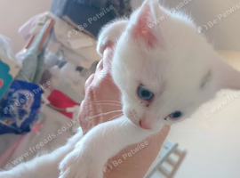 stunning gentle intelligent khao manee mother with kitten and pet stuff