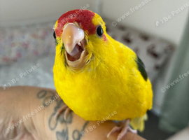 Silly tame hand reared kakariki