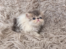 Beautiful Persian kittens