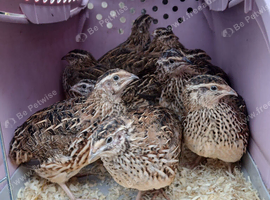 Pol japanese hen quail