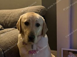 Labrador retriever golden