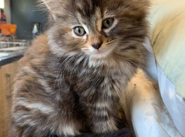 1 Female kitten tortoise shell tabby Maincoon