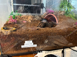 Lasiodora Parahybana