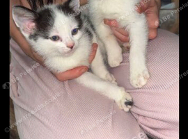 3 kittens for forever home