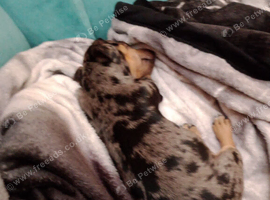 I am looking for this little boy or lovely home