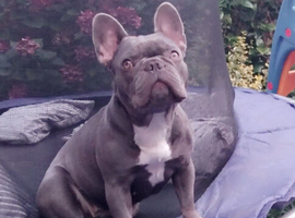 French bulldog