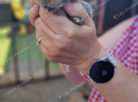 2mini lop rabbits for sale