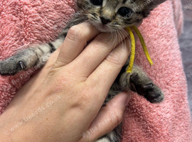 Pure Canadian x tabby/bengal