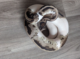 Lightning pied