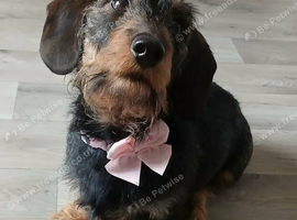Lovley female wiredhaired dachshund