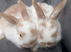 4 baby bunny's ready now