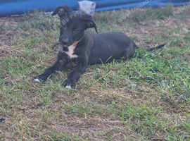 Lurcher pup