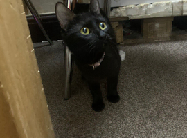 1 year female bombay comes with free carrier