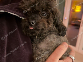 Tiny Sable Asian Toy Poodle - 2kg