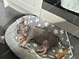 I have a 16 week KC reg blue/tan female for sale.