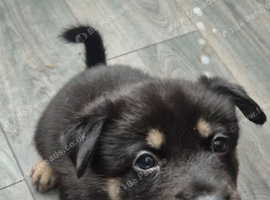 Siberian husky puppies