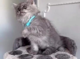 Maincoon