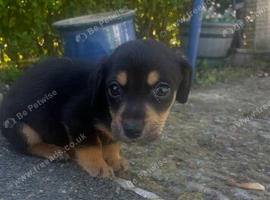 Golden dachshund