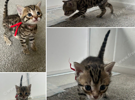 Bengal kittens
