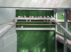 Zebra finch