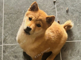 Shiba puppy girl for adoption
