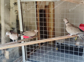 Pair of barbery doves