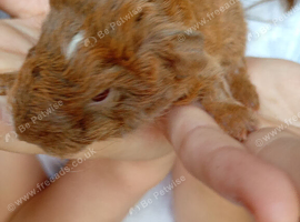 Baby female