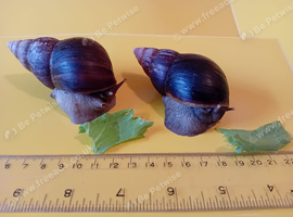 ADULT PAIR GIANT AFRICAN LAND SNAILS