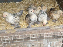 Sablepoot chickens